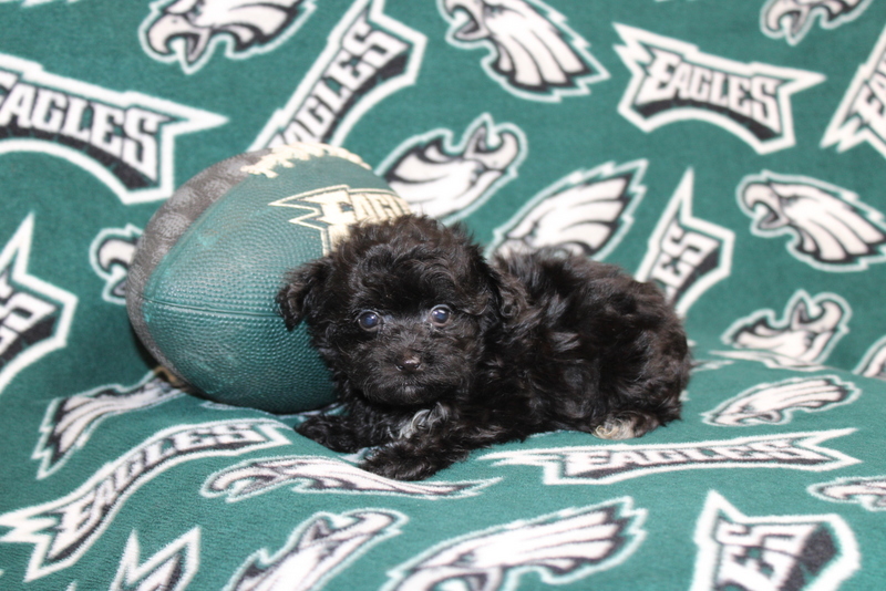 puppy, for, sale, Maltipoo, Matthew B. Stoltzfus, dog, breeder, Gap, PA, dog-breeder, puppy-for-sale, forsale, nearby, find, puppyfind, locator, puppylocator, aca